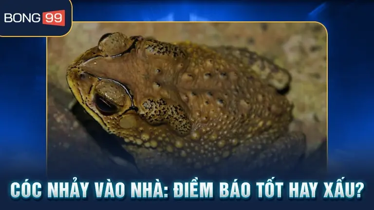 Cóc nhảy vào nhà điềm báo tốt xấu