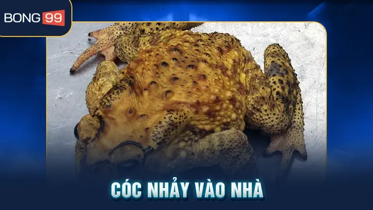 Cóc nhảy vào nhà điềm báo