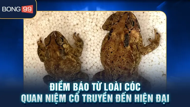 Điềm báo từ loài cóc quan niệm cổ truyền