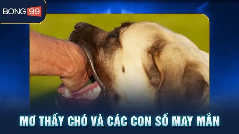 mơ thấy chó cắn 3 Mơ thấy chó con số may mắn