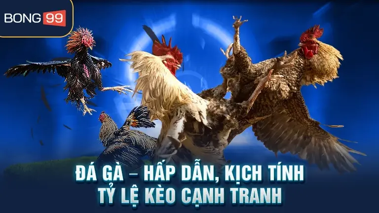 Đá gà kịch tính, tỷ lệ kèo bong99
